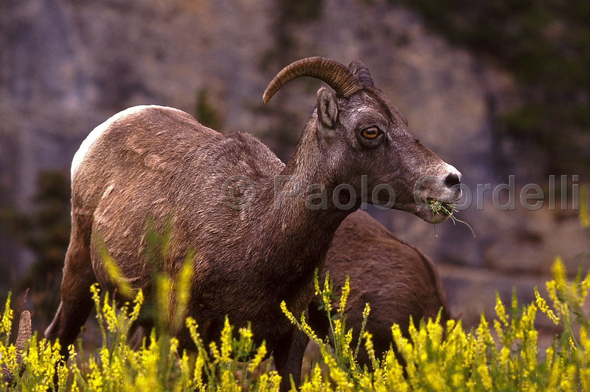 Bighorn Sheep in Jasper National Park, Alberta, Canada
(cod:Canada 08)